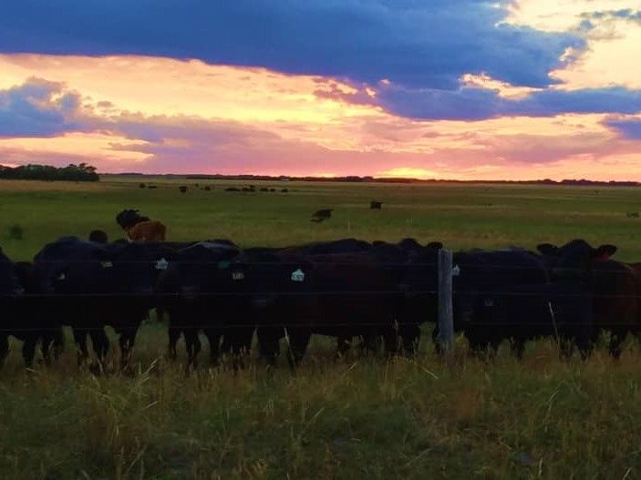 Listing Photo: holt-county-ne-400-acres-pasture (7)
